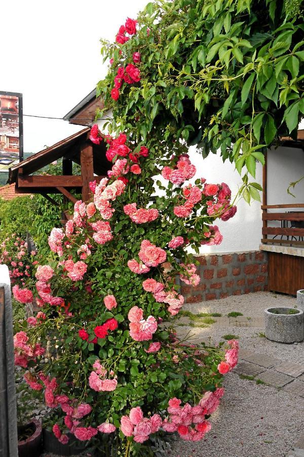 Guest House Medina เบโลกราดชิก ภายนอก รูปภาพ