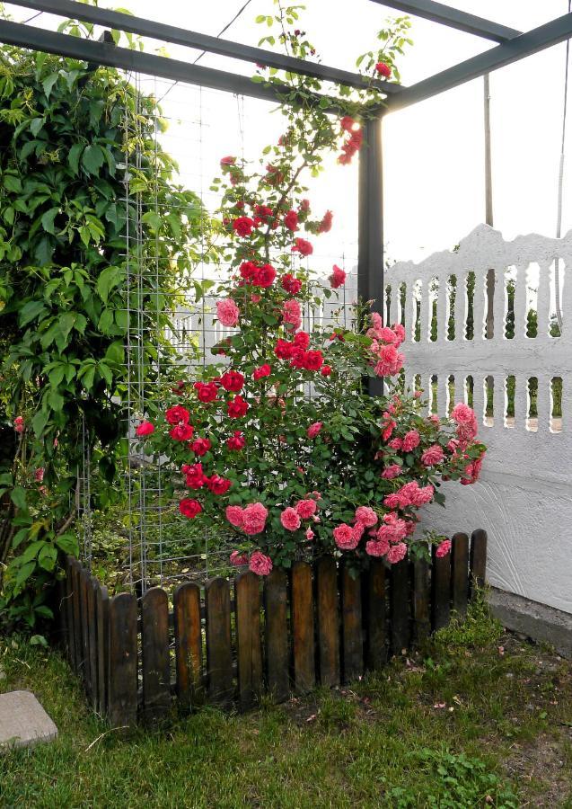 Guest House Medina เบโลกราดชิก ภายนอก รูปภาพ